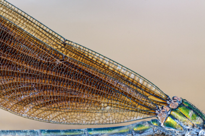 <i class='fa fa-user'></i>&nbsp;Henk Bouter&nbsp;|  Bosbeekjuffer&nbsp; <i class='fa fa-eye'>&nbsp;79</i> &nbsp;<i class='fa fa-thumbs-up'>&nbsp;8</i> &nbsp; <i class='fa fa-comment-o'>&nbsp;4</i>