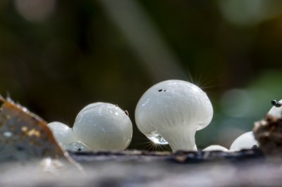 <i class='fa fa-user'></i>&nbsp;Martin Verbeeten&nbsp;|  Porseleinzwam&nbsp; <i class='fa fa-eye'>&nbsp;66</i> &nbsp; <i class='fa fa-comment-o'>&nbsp;2</i>