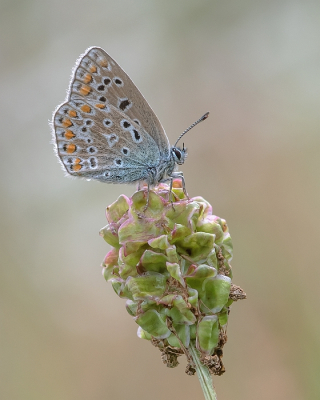 <i class='fa fa-user'></i>&nbsp;Johan van Gurp&nbsp;|  Icarusblauwtje&nbsp; <i class='fa fa-eye'>&nbsp;48</i> &nbsp;<i class='fa fa-thumbs-up'>&nbsp;3</i> &nbsp; <i class='fa fa-comment-o'>&nbsp;2</i>