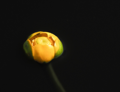 <i class='fa fa-user'></i>&nbsp;Truus Aletta Maan&nbsp;|  Gele Plomp&nbsp; <i class='fa fa-eye'>&nbsp;37</i> &nbsp; <i class='fa fa-comment-o'>&nbsp;6</i>