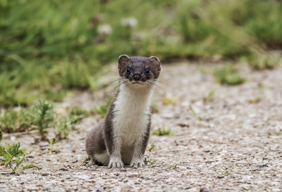 Tijdens het fotograferen van vogels stond ik opeens oog in oog met een jonge hermelijn. Hij gaf mij de gelegenheid om een aantal leuke opnames te maken van dit schuwe beestje.