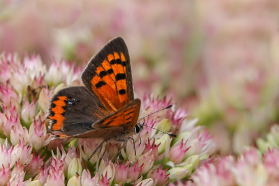 <i class='fa fa-user'></i>&nbsp;Jacolienl&nbsp;|  Kleine Vuurvlinder&nbsp; <i class='fa fa-eye'>&nbsp;54</i> &nbsp;<i class='fa fa-thumbs-up'>&nbsp;3</i> &nbsp; <i class='fa fa-comment-o'>&nbsp;3</i>