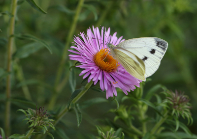 <i class='fa fa-user'></i>&nbsp;Ad Sprang&nbsp;|  Klein Geaderd Witje&nbsp; <i class='fa fa-eye'>&nbsp;38</i> &nbsp; <i class='fa fa-comment-o'>&nbsp;2</i>