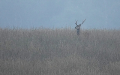 <i class='fa fa-user'></i>&nbsp;nelappelmelk&nbsp;|  Edelhert&nbsp; <i class='fa fa-eye'>&nbsp;97</i> &nbsp; <i class='fa fa-comment-o'>&nbsp;7</i>