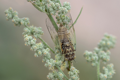<i class='fa fa-user'></i>&nbsp;Johan van Gurp&nbsp;|  Cicada mordoganensis&nbsp; <i class='fa fa-eye'>&nbsp;66</i> &nbsp;<i class='fa fa-thumbs-up'>&nbsp;3</i> &nbsp; <i class='fa fa-comment-o'>&nbsp;5</i>