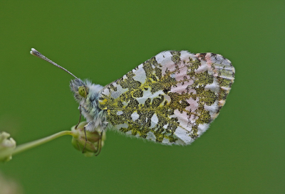 <i class='fa fa-user'></i>&nbsp;Cor&nbsp;|  Oranjetipje&nbsp; <i class='fa fa-eye'>&nbsp;69</i> &nbsp;<i class='fa fa-thumbs-up'>&nbsp;6</i> &nbsp; <i class='fa fa-comment-o'>&nbsp;9</i>