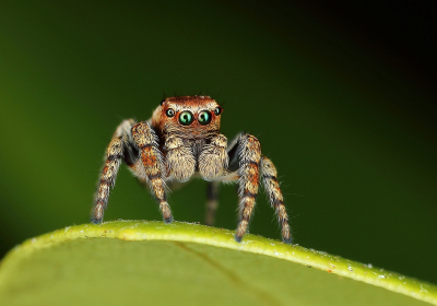 Nature picture: 4. Evarcha falcata / Bonte Springspin / Woodland Jumping Spider
