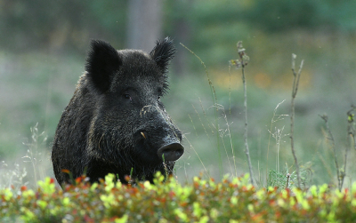 <i class='fa fa-user'></i>&nbsp;Eric Gibcus&nbsp;|  Wild Zwijn&nbsp; <i class='fa fa-eye'>&nbsp;105</i> &nbsp;<i class='fa fa-thumbs-up'>&nbsp;3</i> &nbsp; <i class='fa fa-comment-o'>&nbsp;4</i>