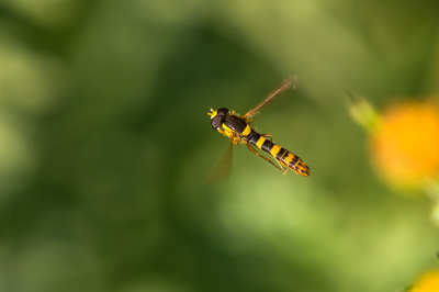 <i class='fa fa-user'></i>&nbsp;Willem Verhagen&nbsp;|  Grote Langlijf&nbsp; <i class='fa fa-eye'>&nbsp;74</i> &nbsp;<i class='fa fa-thumbs-up'>&nbsp;2</i> &nbsp; <i class='fa fa-comment-o'>&nbsp;6</i>