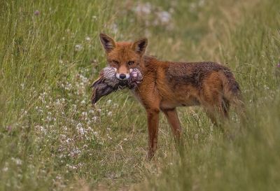 Nature picture: 1. Vulpes vulpes / Vos / Red Fox