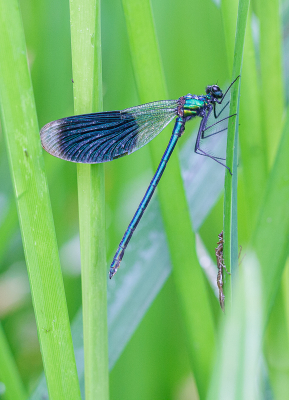 <i class='fa fa-user'></i>&nbsp;Henk Bouter&nbsp;|  Weidebeekjuffer&nbsp; <i class='fa fa-eye'>&nbsp;61</i> &nbsp;<i class='fa fa-thumbs-up'>&nbsp;1</i> &nbsp; <i class='fa fa-comment-o'>&nbsp;3</i>