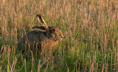 <i class='fa fa-user'></i>&nbsp;Eef Kieft&nbsp;|  Haas&nbsp; <i class='fa fa-eye'>&nbsp;68</i> &nbsp; <i class='fa fa-comment-o'>&nbsp;5</i>