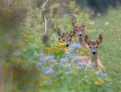 <i class='fa fa-user'></i>&nbsp;robert-jan&nbsp;|  Ree&nbsp; <i class='fa fa-eye'>&nbsp;122</i> &nbsp;<i class='fa fa-thumbs-up'>&nbsp;3</i> &nbsp; <i class='fa fa-comment-o'>&nbsp;6</i>