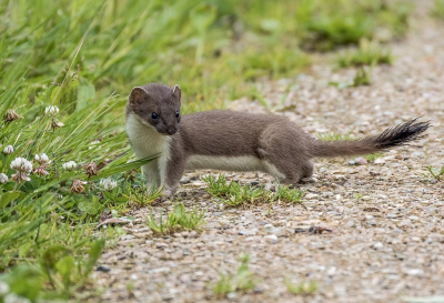 <i class='fa fa-user'></i>&nbsp;PeterBoers&nbsp;|  Hermelijn&nbsp; <i class='fa fa-eye'>&nbsp;110</i> &nbsp;<i class='fa fa-thumbs-up'>&nbsp;6</i> &nbsp; <i class='fa fa-comment-o'>&nbsp;4</i>