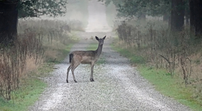 <i class='fa fa-user'></i>&nbsp;nelappelmelk&nbsp;|  Damhert&nbsp; <i class='fa fa-eye'>&nbsp;86</i> &nbsp;<i class='fa fa-thumbs-up'>&nbsp;2</i> &nbsp; <i class='fa fa-comment-o'>&nbsp;5</i>