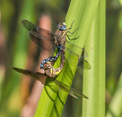 <i class='fa fa-user'></i>&nbsp;JohnSaxofoon&nbsp;|  Paardenbijter&nbsp; <i class='fa fa-eye'>&nbsp;47</i> &nbsp;<i class='fa fa-thumbs-up'>&nbsp;2</i> &nbsp; <i class='fa fa-comment-o'>&nbsp;1</i>