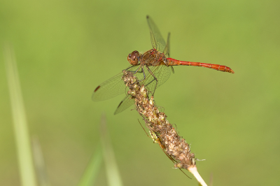 <i class='fa fa-user'></i>&nbsp;Willem Verhagen&nbsp;|  Zuidelijke Heidelibel&nbsp; <i class='fa fa-eye'>&nbsp;53</i> &nbsp;<i class='fa fa-thumbs-up'>&nbsp;3</i> &nbsp; <i class='fa fa-comment-o'>&nbsp;5</i>