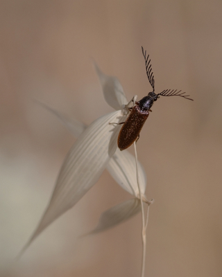 <i class='fa fa-user'></i>&nbsp;Johan van Gurp&nbsp;|  Slakkenvreter&nbsp; <i class='fa fa-eye'>&nbsp;71</i> &nbsp;<i class='fa fa-thumbs-up'>&nbsp;3</i> &nbsp; <i class='fa fa-comment-o'>&nbsp;4</i>