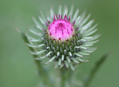 <i class='fa fa-user'></i>&nbsp;Paul Vandebroek&nbsp;|  Langstekelige Distel?&nbsp; <i class='fa fa-eye'>&nbsp;54</i> &nbsp;<i class='fa fa-thumbs-up'>&nbsp;4</i> &nbsp; <i class='fa fa-comment-o'>&nbsp;9</i>