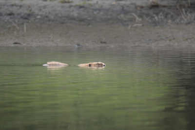 <i class='fa fa-user'></i>&nbsp;ErnovanDoorn&nbsp;|  Bever&nbsp; <i class='fa fa-eye'>&nbsp;92</i> &nbsp; <i class='fa fa-comment-o'>&nbsp;2</i>