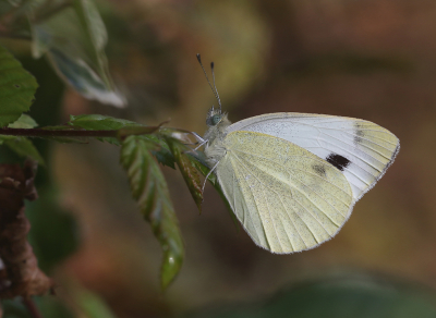 <i class='fa fa-user'></i>&nbsp;Ad Sprang&nbsp;|  Scheefbloemwitje&nbsp; <i class='fa fa-eye'>&nbsp;60</i> &nbsp;<i class='fa fa-thumbs-up'>&nbsp;3</i> &nbsp; <i class='fa fa-comment-o'>&nbsp;6</i>