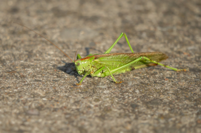 <i class='fa fa-user'></i>&nbsp;Truus Aletta Maan&nbsp;|  Grote Groene Sabelsprinkhaan&nbsp; <i class='fa fa-eye'>&nbsp;45</i> &nbsp; <i class='fa fa-comment-o'>&nbsp;4</i>