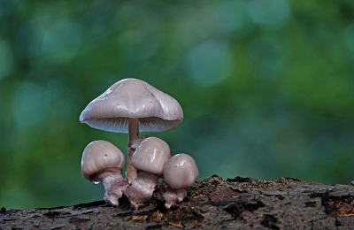 <i class='fa fa-user'></i>&nbsp;nelappelmelk&nbsp;|  Porseleinzwam&nbsp; <i class='fa fa-eye'>&nbsp;96</i> &nbsp;<i class='fa fa-thumbs-up'>&nbsp;7</i> &nbsp; <i class='fa fa-comment-o'>&nbsp;9</i>