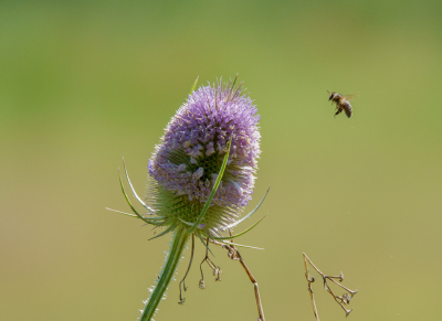 <i class='fa fa-user'></i>&nbsp;Henk Bouter&nbsp;|  Grote Kaardenbol&nbsp; <i class='fa fa-eye'>&nbsp;48</i> &nbsp; <i class='fa fa-comment-o'>&nbsp;4</i>