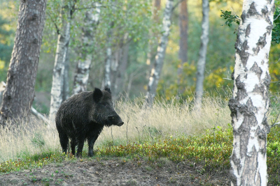 <i class='fa fa-user'></i>&nbsp;Eric Gibcus&nbsp;|  Wild Zwijn&nbsp; <i class='fa fa-eye'>&nbsp;93</i> &nbsp;<i class='fa fa-thumbs-up'>&nbsp;1</i> &nbsp; <i class='fa fa-comment-o'>&nbsp;5</i>