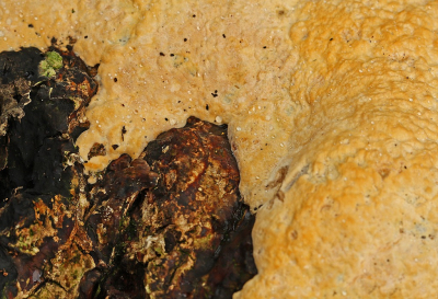 <i class='fa fa-user'></i>&nbsp;Cor&nbsp;|  Essenzwam&nbsp; <i class='fa fa-eye'>&nbsp;50</i> &nbsp; <i class='fa fa-comment-o'>&nbsp;2</i>