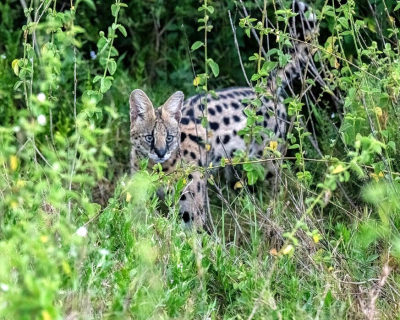 <i class='fa fa-user'></i>&nbsp;JohnSaxofoon&nbsp;|  Serval&nbsp; <i class='fa fa-eye'>&nbsp;124</i> &nbsp; <i class='fa fa-comment-o'>&nbsp;6</i>