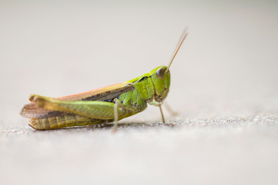 <i class='fa fa-user'></i>&nbsp;Willem Verhagen&nbsp;|  Bruine Sprinkhaan&nbsp; <i class='fa fa-eye'>&nbsp;52</i> &nbsp;<i class='fa fa-thumbs-up'>&nbsp;2</i> &nbsp; <i class='fa fa-comment-o'>&nbsp;5</i>