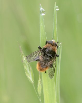 <i class='fa fa-user'></i>&nbsp;Johan van Gurp&nbsp;|  Grote Narcisvlieg&nbsp; <i class='fa fa-eye'>&nbsp;52</i> &nbsp;<i class='fa fa-thumbs-up'>&nbsp;2</i> &nbsp; <i class='fa fa-comment-o'>&nbsp;3</i>