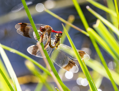 <i class='fa fa-user'></i>&nbsp;David&nbsp;|  Bandheidelibel&nbsp; <i class='fa fa-eye'>&nbsp;76</i> &nbsp;<i class='fa fa-thumbs-up'>&nbsp;2</i> &nbsp; <i class='fa fa-comment-o'>&nbsp;3</i>