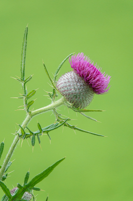 <i class='fa fa-user'></i>&nbsp;Henk Bouter&nbsp;|  Wollige Distel&nbsp; <i class='fa fa-eye'>&nbsp;55</i> &nbsp;<i class='fa fa-thumbs-up'>&nbsp;3</i> &nbsp; <i class='fa fa-comment-o'>&nbsp;5</i>