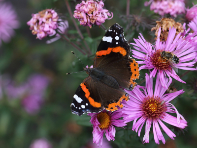 <i class='fa fa-user'></i>&nbsp;Ad Sprang&nbsp;|  Atalanta&nbsp; <i class='fa fa-eye'>&nbsp;40</i> &nbsp;<i class='fa fa-thumbs-up'>&nbsp;1</i> &nbsp; <i class='fa fa-comment-o'>&nbsp;4</i>