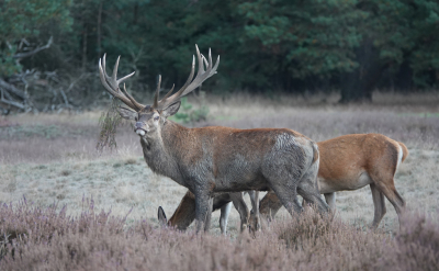 <i class='fa fa-user'></i>&nbsp;nelappelmelk&nbsp;|  Edelhert&nbsp; <i class='fa fa-eye'>&nbsp;114</i> &nbsp;<i class='fa fa-thumbs-up'>&nbsp;4</i> &nbsp; <i class='fa fa-comment-o'>&nbsp;6</i>