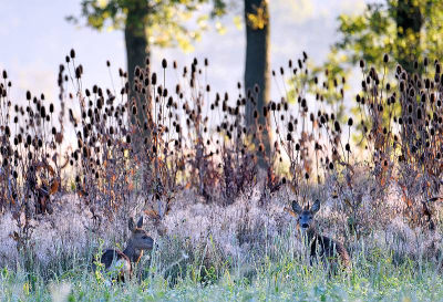 <i class='fa fa-user'></i>&nbsp;robert-jan&nbsp;|  Ree&nbsp; <i class='fa fa-eye'>&nbsp;82</i> &nbsp; <i class='fa fa-comment-o'>&nbsp;4</i>