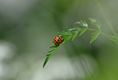 <i class='fa fa-user'></i>&nbsp;Cor&nbsp;|  Aziatisch Lieveheersbeestje&nbsp; <i class='fa fa-eye'>&nbsp;63</i> &nbsp;<i class='fa fa-thumbs-up'>&nbsp;6</i> &nbsp; <i class='fa fa-comment-o'>&nbsp;9</i>