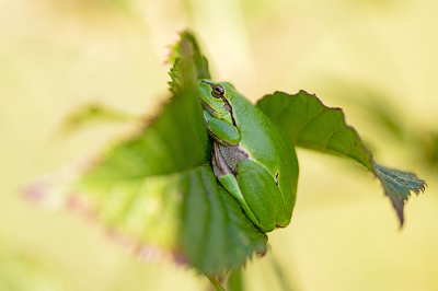 <i class='fa fa-user'></i>&nbsp;Bertus&nbsp;|  Europese Boomkikker&nbsp; <i class='fa fa-eye'>&nbsp;66</i> &nbsp;<i class='fa fa-thumbs-up'>&nbsp;1</i> &nbsp; <i class='fa fa-comment-o'>&nbsp;5</i>