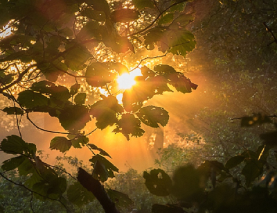 <i class='fa fa-user'></i>&nbsp;binkmte&nbsp;|  Herfst morgen in Drenthe&nbsp; <i class='fa fa-eye'>&nbsp;80</i> &nbsp;<i class='fa fa-thumbs-up'>&nbsp;3</i> &nbsp; <i class='fa fa-comment-o'>&nbsp;4</i>