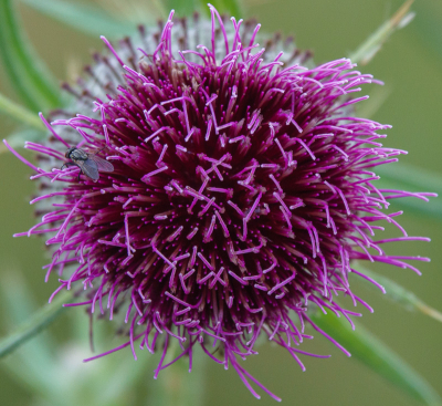 <i class='fa fa-user'></i>&nbsp;Henk Bouter&nbsp;|  Wollige Distel&nbsp; <i class='fa fa-eye'>&nbsp;35</i> &nbsp;<i class='fa fa-thumbs-up'>&nbsp;1</i> &nbsp; <i class='fa fa-comment-o'>&nbsp;2</i>