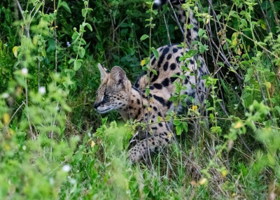 <i class='fa fa-user'></i>&nbsp;JohnSaxofoon&nbsp;|  Serval&nbsp; <i class='fa fa-eye'>&nbsp;87</i> &nbsp; <i class='fa fa-comment-o'>&nbsp;4</i>