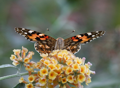 <i class='fa fa-user'></i>&nbsp;Paul Vandebroek&nbsp;|  Distelvlinder&nbsp; <i class='fa fa-eye'>&nbsp;49</i> &nbsp;<i class='fa fa-thumbs-up'>&nbsp;4</i> &nbsp; <i class='fa fa-comment-o'>&nbsp;3</i>