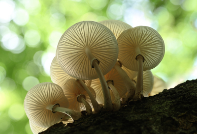 <i class='fa fa-user'></i>&nbsp;Eric Gibcus&nbsp;|  Porseleinzwam&nbsp; <i class='fa fa-eye'>&nbsp;89</i> &nbsp;<i class='fa fa-thumbs-up'>&nbsp;13</i> &nbsp; <i class='fa fa-comment-o'>&nbsp;7</i>