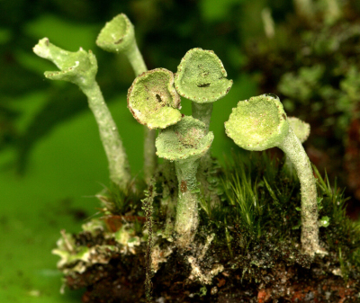 <i class='fa fa-user'></i>&nbsp;tonysettanta&nbsp;|  Fijn bekermos&nbsp; <i class='fa fa-eye'>&nbsp;58</i> &nbsp; <i class='fa fa-comment-o'>&nbsp;4</i>