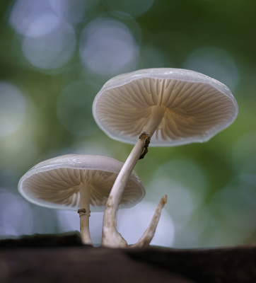 Porseleinzwammen, afgelopen zondag in de Vijlenerbossen.

Camera boven de grond, uit de hand en iets omhoog gericht. Kijkend op het kantelbaar schermpje van de camera via LiveView. 

Zo zijn de fraaie lamellen van deze mooie soort goed zichtbaar. En zo kun je ook goed zoeken naar een geschikte achtergrond. Die werkte hier perfect mee.