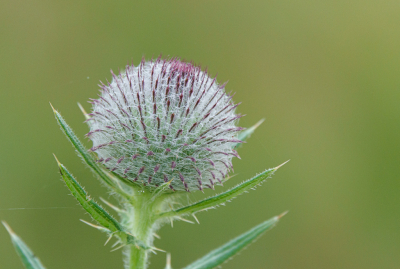 <i class='fa fa-user'></i>&nbsp;Henk Bouter&nbsp;|  Wollige Distel&nbsp; <i class='fa fa-eye'>&nbsp;51</i> &nbsp; <i class='fa fa-comment-o'>&nbsp;6</i>