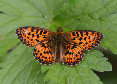 <i class='fa fa-user'></i>&nbsp;koekieman&nbsp;|  Titania's Parelmoervlinder&nbsp; <i class='fa fa-eye'>&nbsp;105</i> &nbsp;<i class='fa fa-thumbs-up'>&nbsp;8</i> &nbsp; <i class='fa fa-comment-o'>&nbsp;9</i>