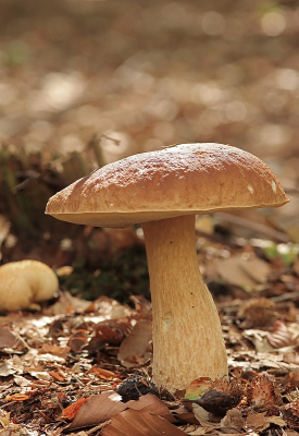 <i class='fa fa-user'></i>&nbsp;Tineke Strijbosch&nbsp;|  Gewoon Eekhoorntjesbrood&nbsp; <i class='fa fa-eye'>&nbsp;53</i> &nbsp;<i class='fa fa-thumbs-up'>&nbsp;1</i> &nbsp; <i class='fa fa-comment-o'>&nbsp;4</i>